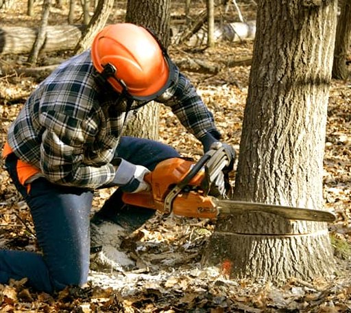 Tree Removal in Troy, ME